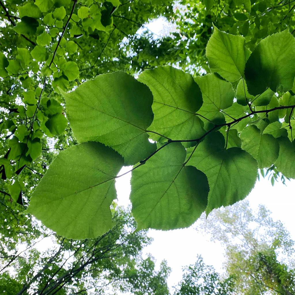 Soft, Beautiful, and Sustainable: Let's Take a Look at Basswood